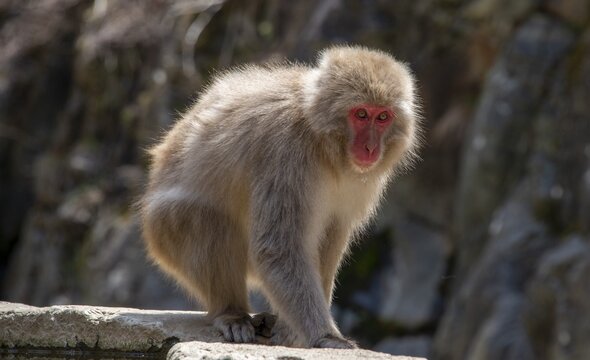 Japanese macaque (Macaca fuscata), on rocks, Yamanouchi, Nagano Prefecture, Honshu Island, Japan