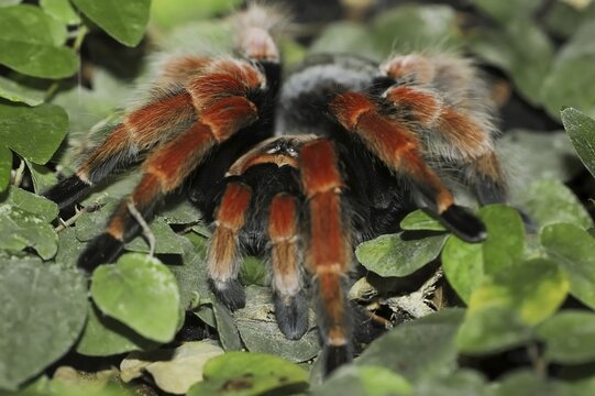 Mexican red-legged tarantula or orange-legged tarantula (Brachypelma boehmei), captive, occurrence in Mexico