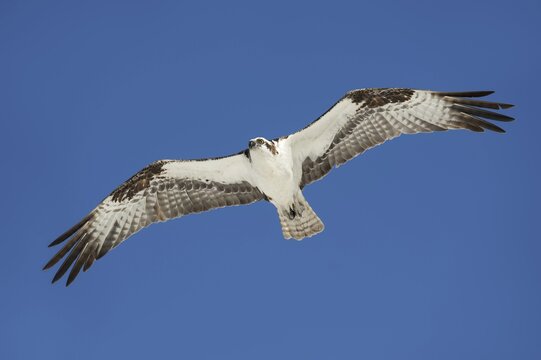 Western osprey (Pandion haliaetus) in flight, Everglades National Park, Florida, USA