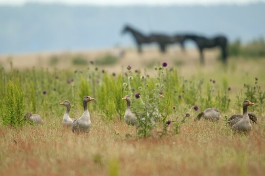 Anser anser, gray goose, grelag goose, anatidae, grazing, birds, duckbirds, extensive grazing, goose, geese, birds, waterbirds, waterbirds