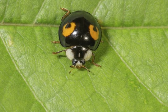 Macro photograph of a asian lady beetle (Harmonia axyridis) on a leaf, black elytra with orange dots, Baden-W&uuml;rttemberg, Germany