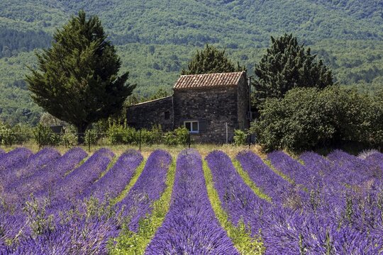 Old stone house with tree in lavender field, flowering true lavender (Lavandula angustifolia), on the D4100 near Cereste, Provence-Alpes-Cote d Azur, Provence, South of France, France