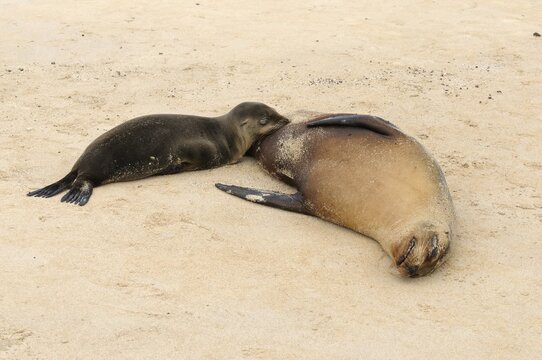 Galapagos Sea Lion (Zalophus wollebaeki) cub suckling its mother, Espanola Island, Galapagos, Ecuador, South America