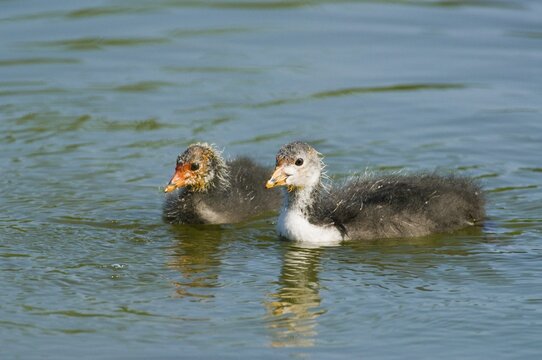 Eurasian Coot (Fulica atra), young birds swimming, Thuringia, Germany