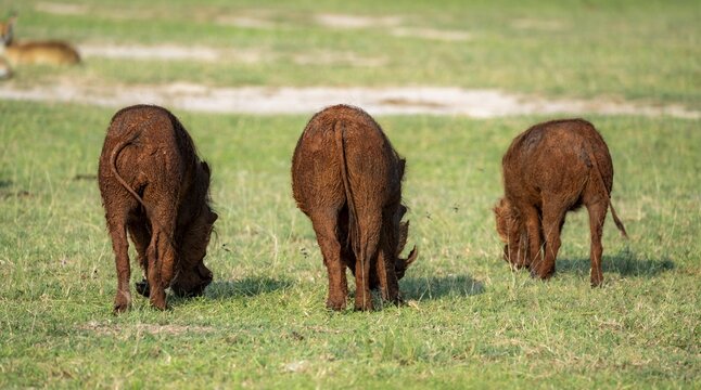 Warthogs (Phacochoerus aethiopicus) from behind, Murchison Falls National Park, Uganda