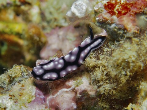 Black and purple nudibranch, pustule warty snail (Phyllidiella pustulosa), warty snail, on sea sponge, dive site Prapat, Penyapangan, Bali, Indonesia