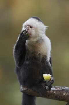 White-shouldered capuchin monkey or white-headed capuchin (Cebus capucinus), feeding, captive, occurring in South America