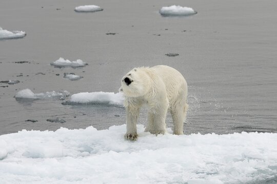 Polar Bear (Ursus maritimus) shaking off water on an ice floe, pack ice, Spitsbergen Island, Svalbard Archipelago, Svalbard and Jan Mayen, Norway
