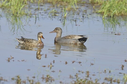 Gadwall (Mareca strepera), male and female, swimming on bog pond, spring, wildlife, H&uuml;de, Ochsenmoor, D&uuml;mmer See, H&uuml;de, Lower Saxony, Germany