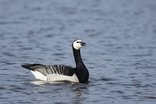 Barnacle goose (Branta leucopsis) adult bird calling on a lake, England, United Kingdom