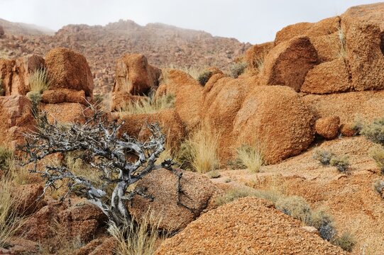 Dead tree and granite rocks near the Namtib Lodge in the Tiras mountains, Namibia, Africa