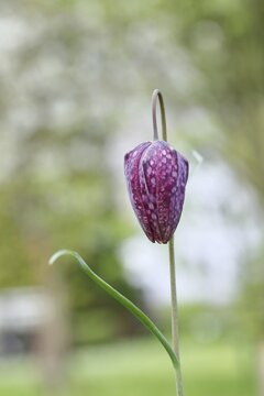 Snake's Head Fritillary (Fritillaria meleagris), still closed flower in a meadow, inflorescence, early bloomer, spring, Wilnsdorf, North Rhine-Westphalia, Germany