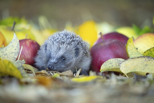 European hedgehog (Erinaceus europaeus) adult animal amongst fallen apples in an urban garden with autumnal leaves in the autumn, England, United Kingdom