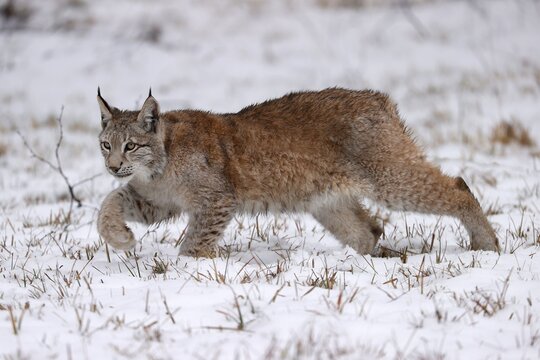 Eurasian lynx (Lynx lynx) sneaking up on a snowy meadow, Czech Republic