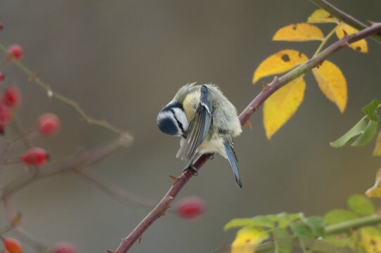 Blue tit, dog rose, parus caeruleus, pink canina, rosaceae, rose family, autumn, birds, dog rose, flora, plumage care, rose hip, autumn, tit, passeri, plants, plants, preening, songbirds, songbirds, tits, birds