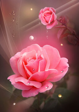 A soft pink rose adorned with dewdrops. The rose petals shimmer with a gentle pink hue, creating a sense of lightness and romance. The background features warm tones.