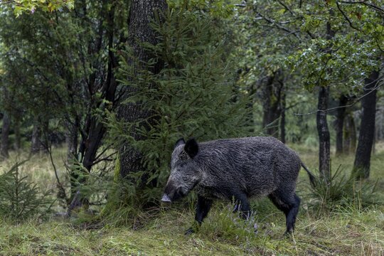 A wild boar (Sus scrofa) changing at the edge of the forest, mast year, acorn mast, defensive, September, Denmark