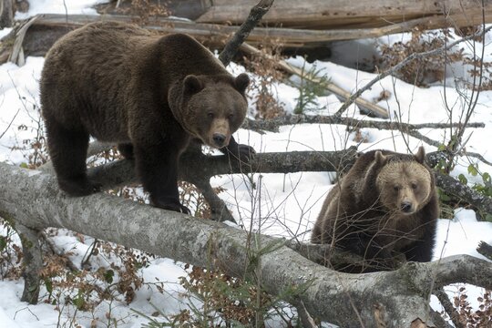 Brown bear, carnivora, predators, ursus arctos, bear, mammals, raptors, mammals