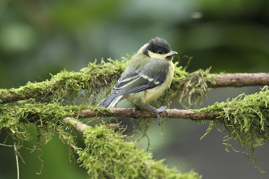 Great tit (Parus major) almost fledged young bird, Allg&auml;u, Bavaria, Germany