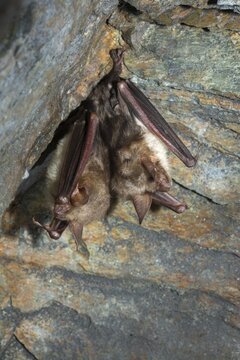 Greater mouse-eared bat, mouse-ear, myotis myotis, bats, chiroptera, bats, high size, vertical format, mammals, mammals, winter sleep, hibernation