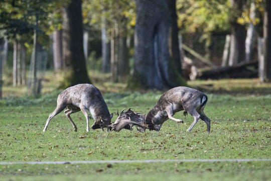Fallow deer (Dama dama), fighting, Lower Saxony, Germany