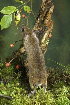 Yellow-necked Mouse (Apodemus flavicollis), Schwaz, Tyrol, Austria, Europe