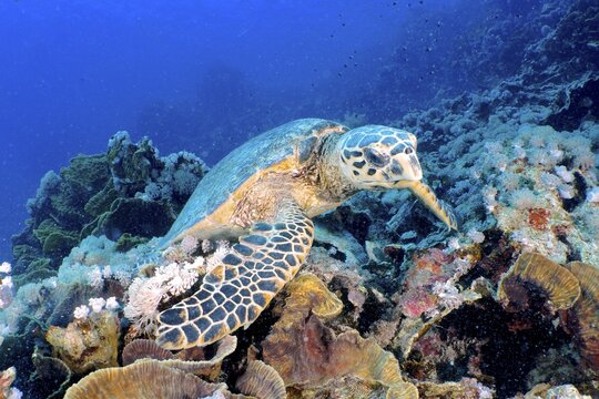 Hawksbill sea turtle (Eretmochelys imbricata), Marsa Shona reef dive site, Egypt, Red Sea