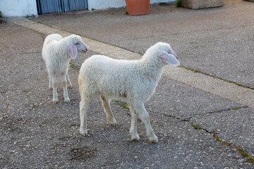 Two white lambs walking on rural road © Jorge