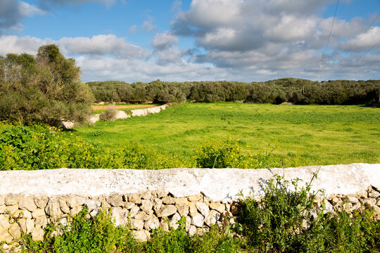 Menorca countryside field with stone wall and olive trees