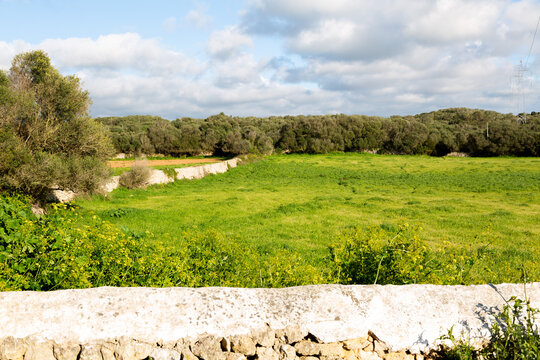 Menorca countryside field with stone wall and olive trees