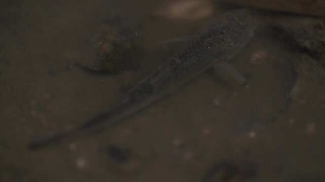 Mullet Fry Young Mullet Fish Tidal Flat Marine Life Mudflat Wildlife Close Up Korea 숭어 치어 어린숭어 숭어 물고기 갯벌 해양생물 갯벌생물 야생동물 클로즈업 
