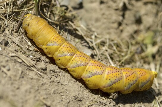 Acherontia atropos, death's-head hawkmoth, greater death's head hawkmoth, sphingidae, skull swarmers, inchworm, insects, moths, moths, moths, moths, caterpillar, butterflies, swarmers, in front of pupation