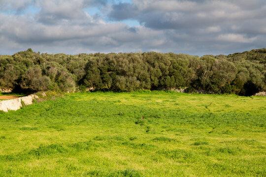 Menorca dry stone wall with green meadow and trees