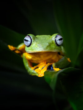 Close-up portrait of a Green flying frog, Rhacophorus reinwardtii, resting among dark tropical leaves with large eyes and colorful webbed toes