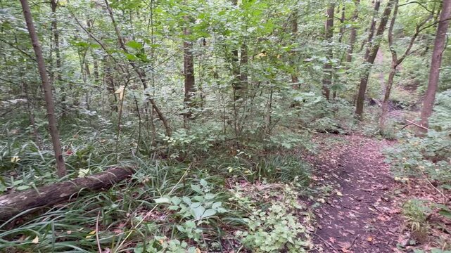 forest in autumn