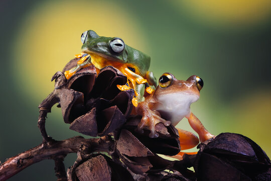 Green flying frog, Rhacophorus reinwardtii, with a brown tree frog perched together on tropical seed pods in a colorful wildlife scene