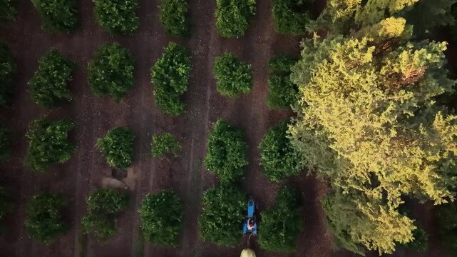 Spray tractor in citrus orchard agricultural crop protection and farming maintenance aerial drone view of fruit trees in Majorca Spain