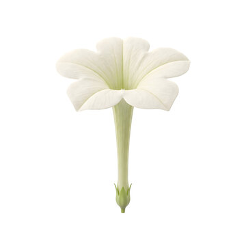 White moonflower blossom with detailed petals on transparent background