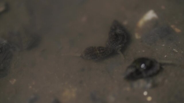 Sea Snail Snail Shell Tidal Flat Marine Life Mudflat Fauna Wildlife Close Up Korea 갯고둥 고둥 소라 갯벌 갯벌생물 해양생물 야생동물 클로즈업 한국
