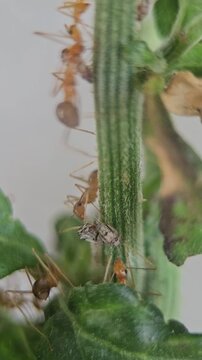 Orange weaver ants crawling on green plant stems in this macro motion video footage clip animation