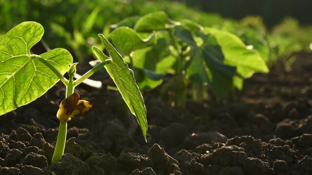 Bean Phaseolus vulgaris young green sprouts growing in a row from soil and swaying in the wind under warm evening sunlight.