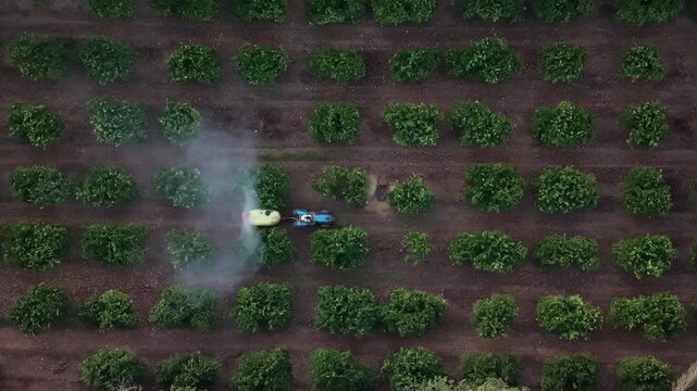 Sustainable agriculture and crop protection spray tractor working in orchard aerial drone view of citrus trees in Majorca farming and food production