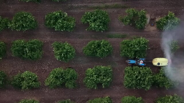 Spray tractor in Majorca citrus orchard aerial view of agricultural crop protection and pest control farming machinery working in fruit plantation