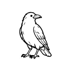 Fototapeta premium Hand Drawn Crow Halloween Spooky Bird Line Art Illustration