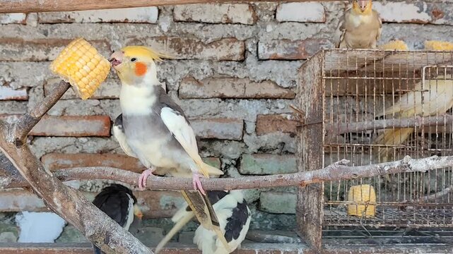 Cockatiel in cages peck or eat the corn kernels provided.This bird is also known as Nymphicus hollandicus.