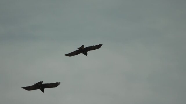 Ravens, crows, flying. Two dark corvids circling and soaring high against a dramatic, overcast grey sky in slow motion.