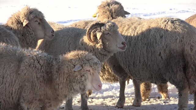 Herding Sheep in Snow Winter Mountains, Flock of Lambs Grazing Hill, Pastoral