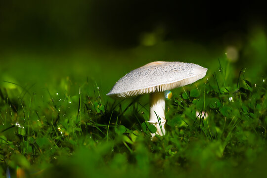White dapperling mushroom, Leucoagaricus leucothites, covered with dew drops and growing in wet grass, photographed in macro with visible white gills and a soft green background.