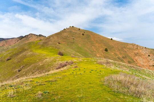 Scenic mountain hillside near Akhangaran valley, Uzbekistan, in April under scenic blue sky with white clouds