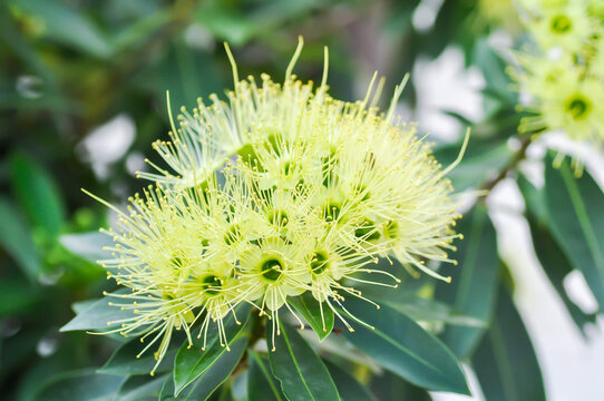 Xanthostemon chrysanthus F Muell Benth or Myrtaceae , Golden Penda or yellow flower